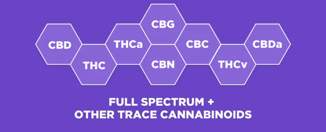 Diagram showing cannabinoids: CBD, THC, CBG, CBN, CBC, THCa, and THCv, labeled with 'Full Spectrum + Other Trace Cannabinoids'