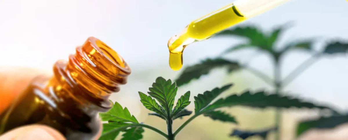 A dropper dispensing hemp oil over a hemp plant