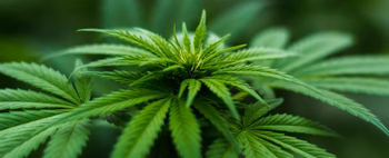 Close-up of a healthy hemp plant with green leaves, symbolizing the 2018 Farm Bill's impact on hemp cultivation.