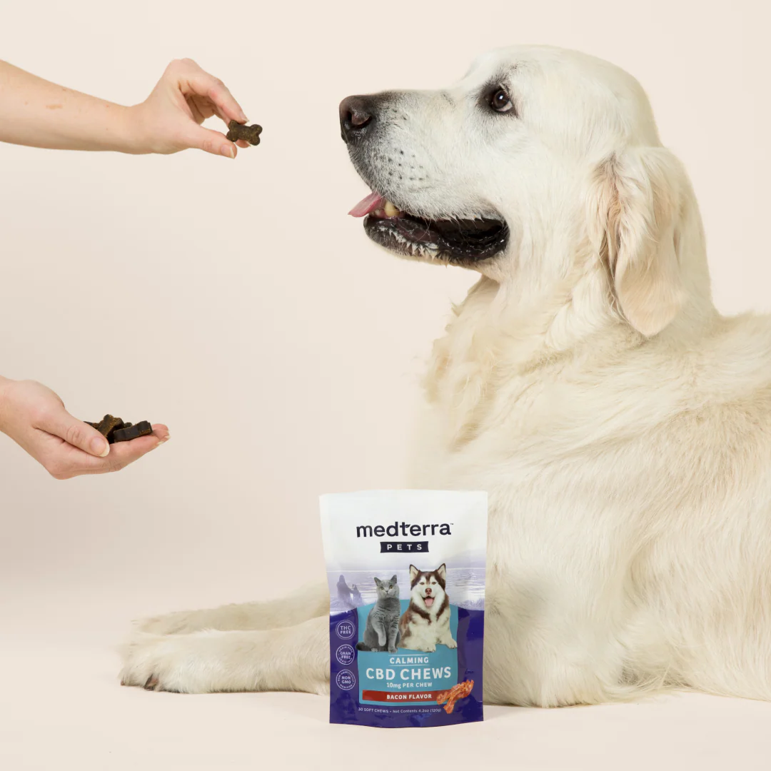 A large white dog eagerly looks at a treat held by a person off-screen. In front of the dog is a package of Medterra Pet CBD Calming Chews, enriched with L-Tryptophan and bacon flavor. The dog's tongue sticks out in anticipation.