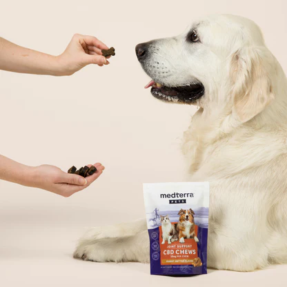 White golden retriever being offered a Medterra Pet Joint Support CBD chew by a person’s hands against a light background