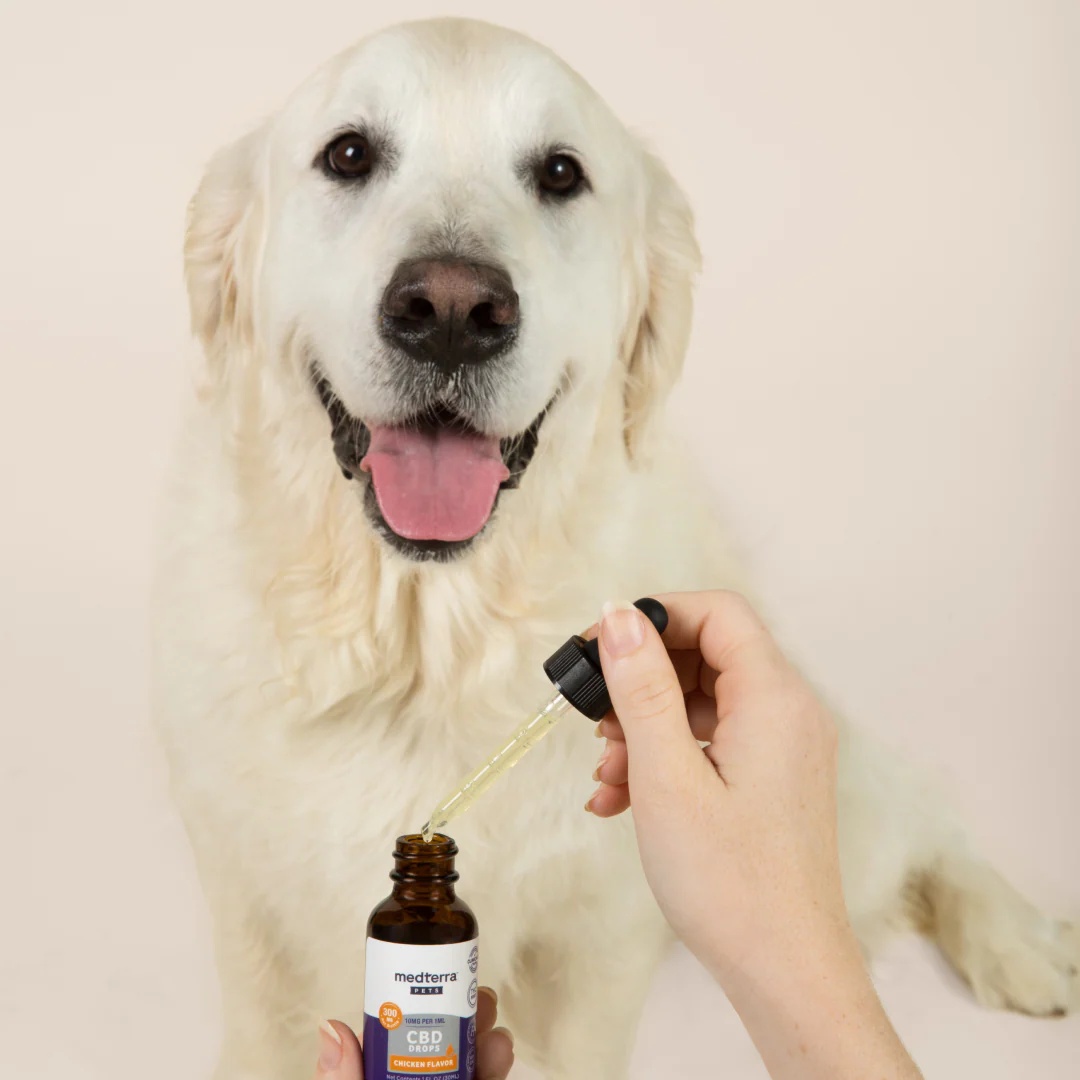White dog with tongue out looking at a hand holding a dropper above a bottle labeled 'medterra PETS CBD DROPS CHICKEN FLAVOR'.