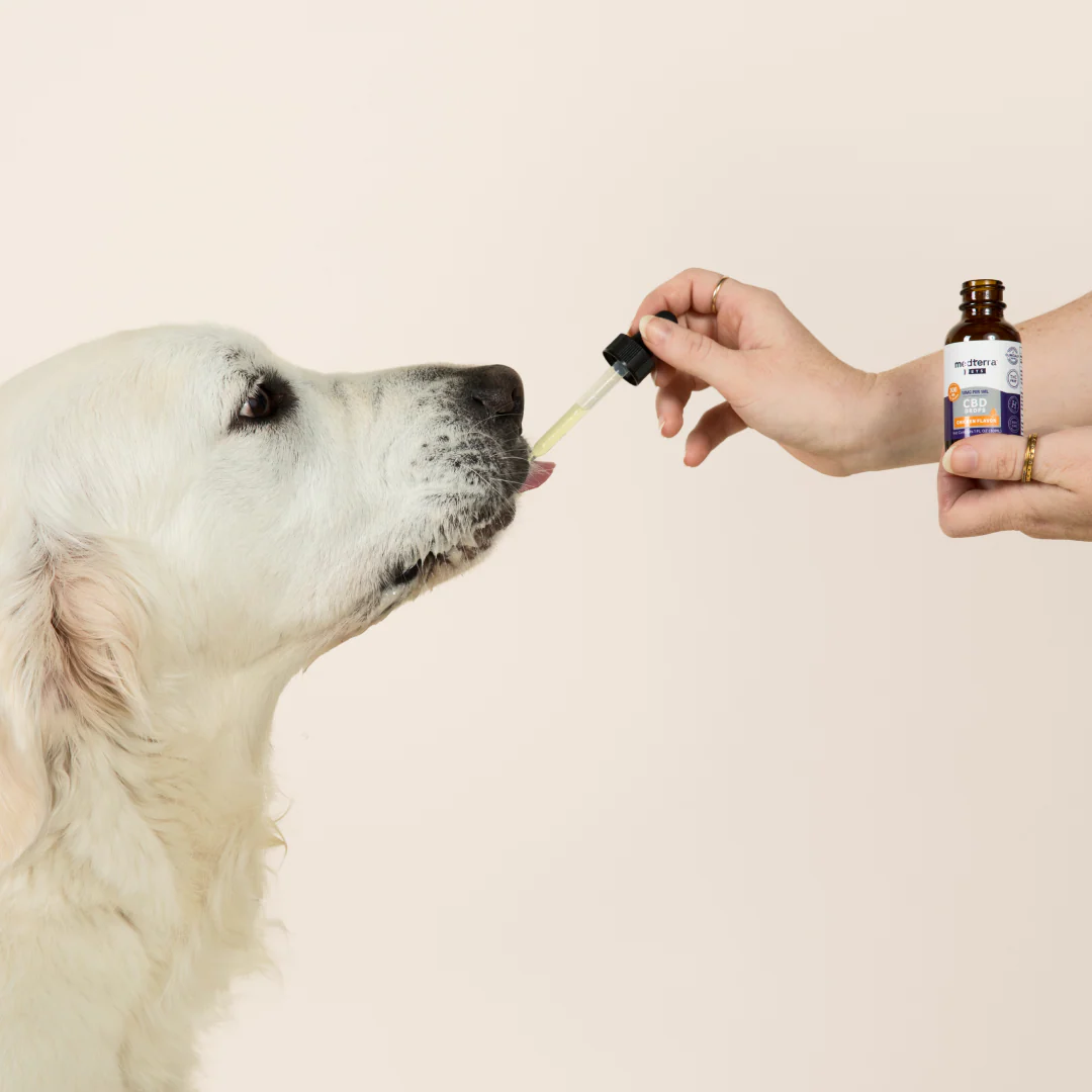 A person gives a golden retriever Medterra’s Daily Relief Pet CBD Tincture from a dropper, holding the small brown bottle against a plain light background.