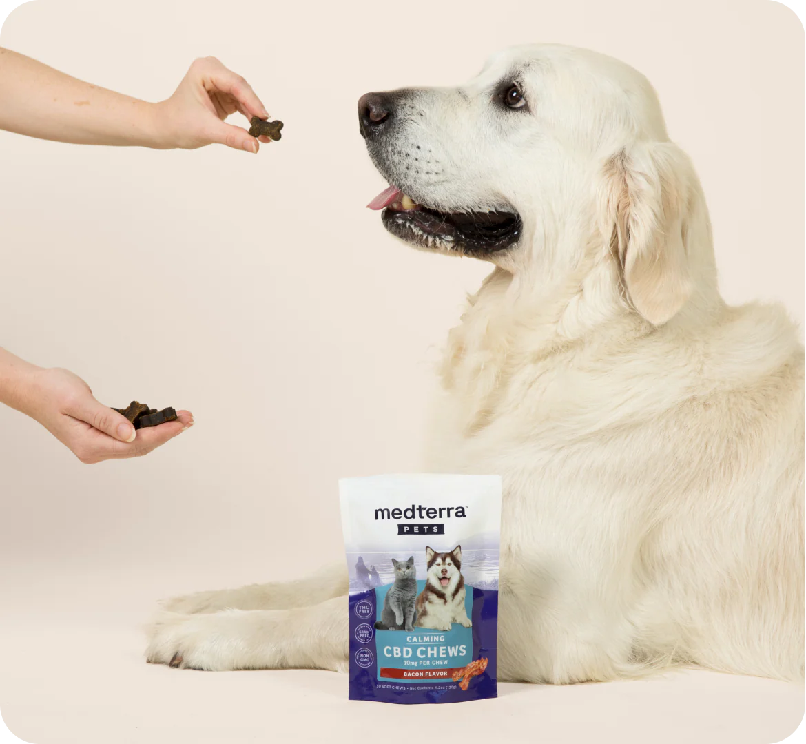 Side view of Pet CBD Calming Chews pouch with Medterra label, in front of a seated white dog being offered a treat