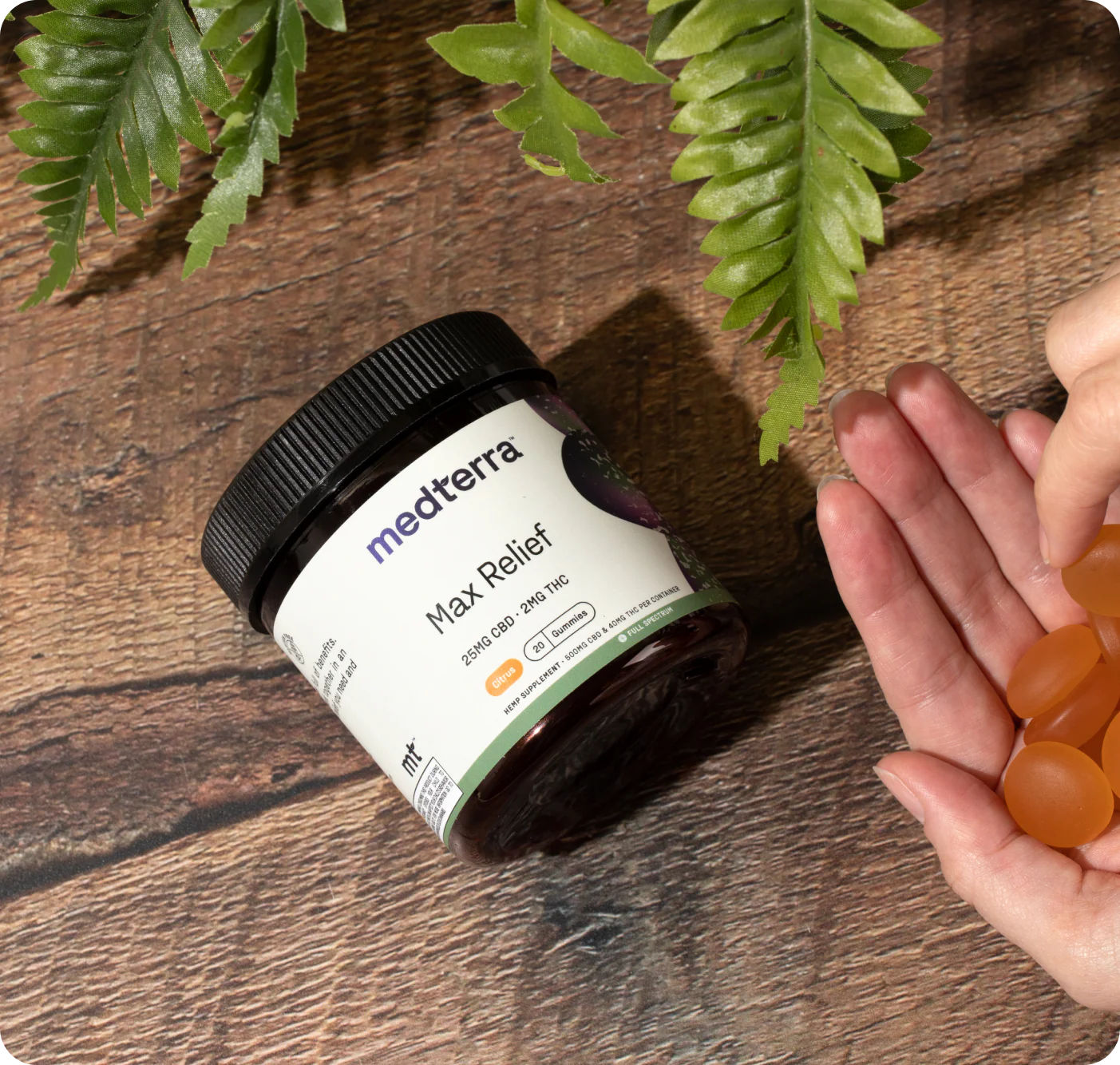 Jar of medterra Max Relief gummies with 25MG CBD and 2MG THC, citrus flavor, held next to a hand holding orange gummies on a wooden surface with green leaves above.