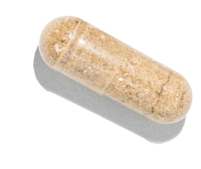 Angled close-up of clear capsule showing tan granular powder filling on white background