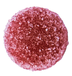Close-up of a single red sugar-coated gummy candy